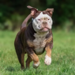 Pet food bags on a kitchen counter with a worried owner in the background