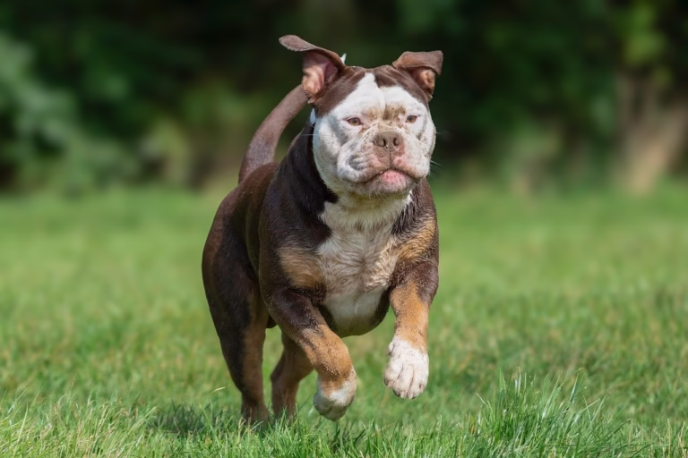 Class Action For Pet Food 2 Pet food bags on a kitchen counter with a worried owner in the background